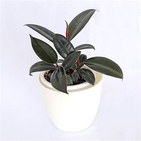 GREEN STEPS RUBBER INDOOR PLANT : Amazon.in: Garden & Outdoors