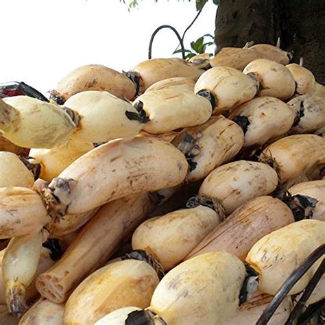 VISHWASAI Lotus Root Chinese Vegetable Aquatic Plants Nelumbo Nucifera ...