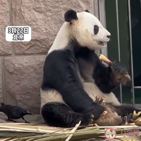 大熊猫被小鸟薅毛毫无反应淡定干饭 大熊猫最喜欢吃的是什么 _八宝网