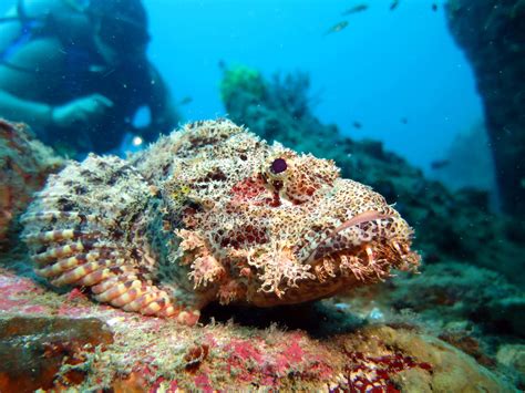 World's most venomous fish strikes: increased number of victims