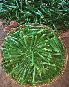 Biosnyg ™VAR-148 Hybrid F1 Okra - Bhendi Seed Price in India - Buy ...
