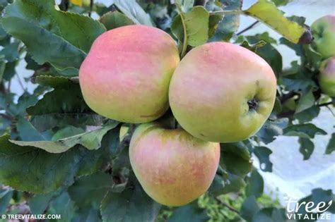 Image result for Fruit Tree Varieties