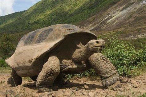 全球最大的烏龜，長1.8米，重750斤，壽命可達200歲 - 每日頭條