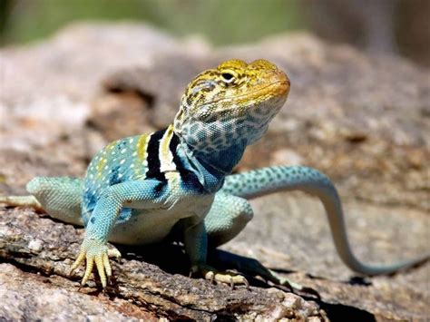 Image result for Eastern Collared Lizard