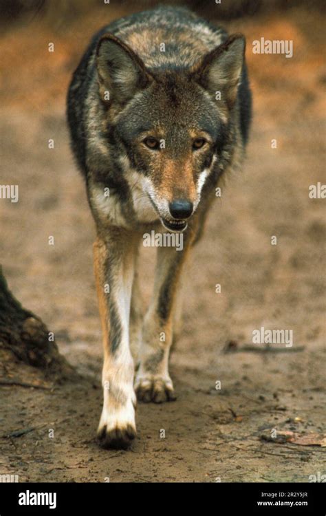 Red wolf, red wolves, wolf, wolves, dog-like, predators, mammals, animals, Red Wolf (Canis rufus ...