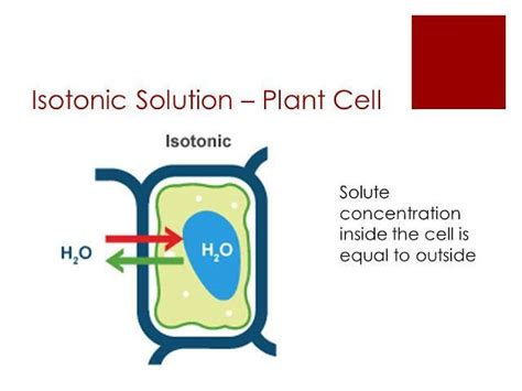 What happened when a plant cell is placed in a isotonic solution ...