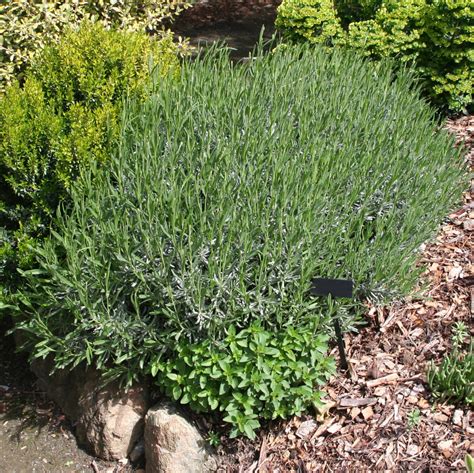 Grosso Lavender (Lavandula x intermedia 'Grosso') – Plants Express