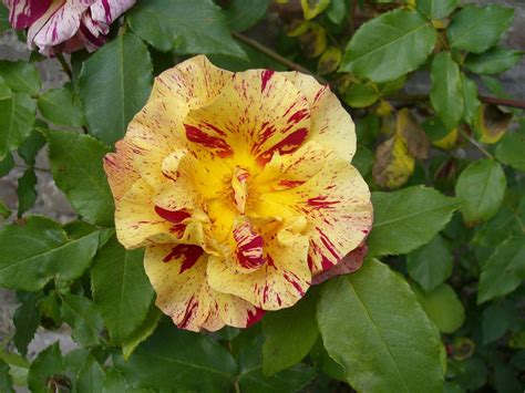 LA POTERIE DE GERBEROY (2025) All You Need to Know BEFORE You Go (with ...