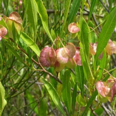 Dodonaea viscosa Jacq. | Plants of the World Online | Kew Science