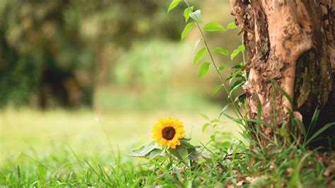 The State of Nature Metrics: A Key Step Toward a Nature-Positive Future - Green Initiative - For ...