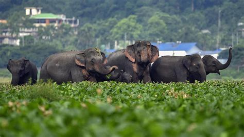 Kerala, Karnataka lead in reducing human casualties from elephant ...
