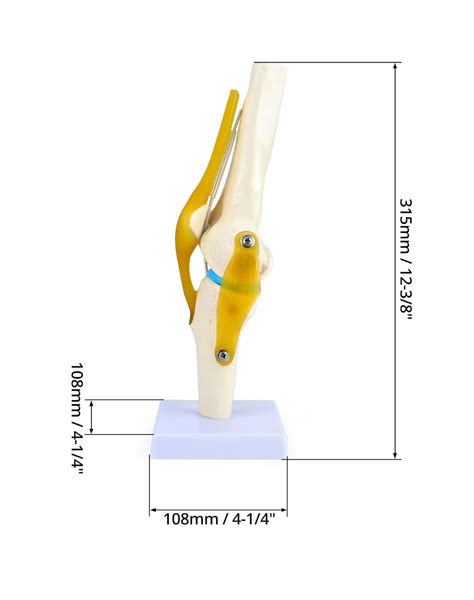 Buy QWORK Human Knee Joint Model, Scientific Functional Knee Joint with ...