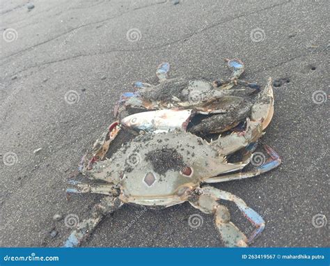 Crabs Couple Grab it Head Fish Stock Image - Image of fish, couple ...