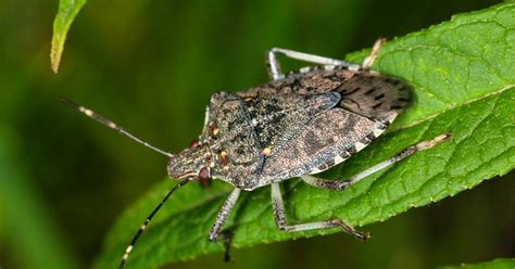 Alien Invasive Insects 的图像结果