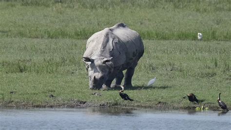 Assam: Rhino poaching bid foiled in Kaziranga, 4 arrested | Times Now