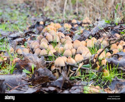 Close-up of a group of Coprinellus micaceus mushroom Stock Photo - Alamy