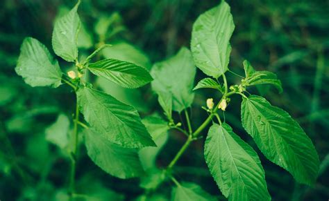 गर्मियों में बढ़े हुए यूरिक एसिड में केवल 1 सप्ताह खा लीजिए यह साग ...