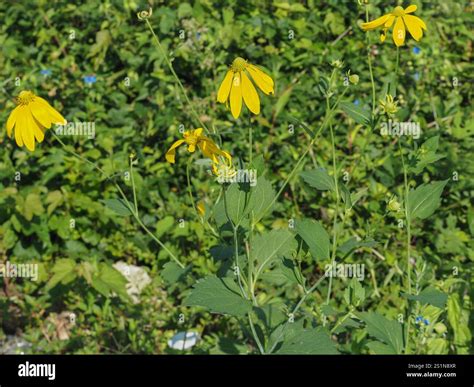 cutleaf coneflower (Rudbeckia laciniata Stock Photo - Alamy