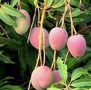 Plant Nursery Online Rare Mango Fruit 1 Grafted Live Plant - Variety ...