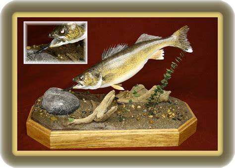 Minnesota Bound on Central Minnesota School of Taxidermy, Central ...