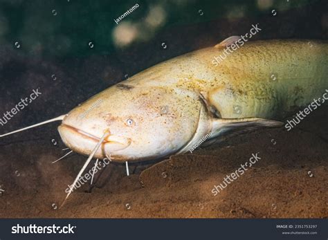 520 Quarry Fish Images, Stock Photos & Vectors | Shutterstock