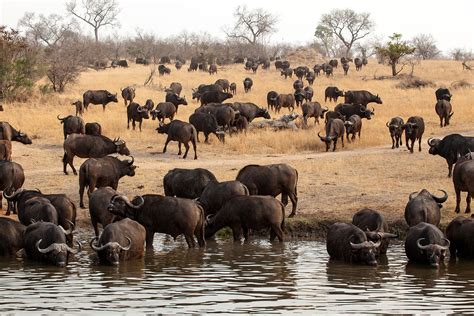 Buffalo | mammal | Britannica