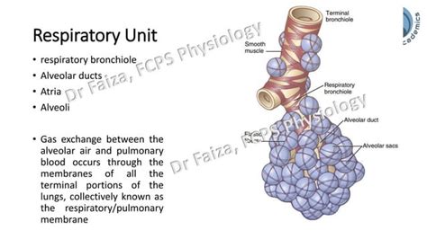 Image result for Diffusion Respiratory System
