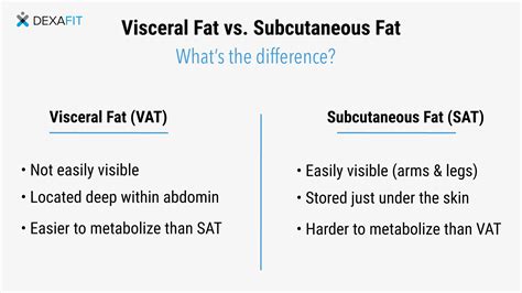 Visceral Fat: Definition, Health Risks, & How to Reduce It | DexaFit