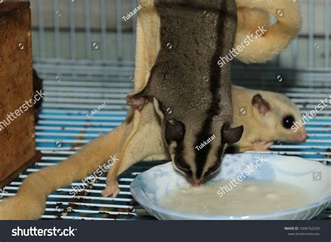 Petaurus Breviceps Sugar Glider Special Pet Stock Photo 1008762259 ...