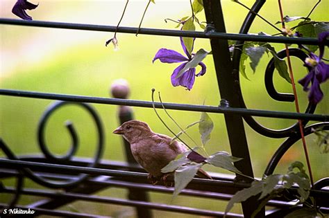 Baby Bird Learning To Fly