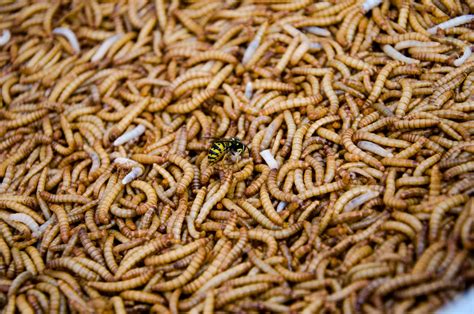 Woman finds worms in Shein package: 'I could throw up' - pennlive.com