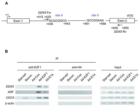 The Transcriptional Coactivator DEAD/H Box 5 (DDX5) Gene Is a Target of ...