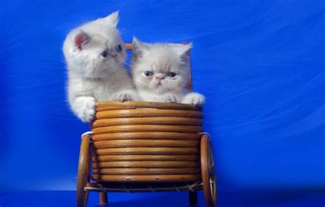 Download wallpaper cats, background, basket, section cats in resolution ...