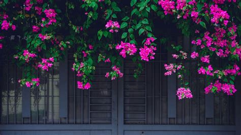 6 flowering vines that will brighten up your spring garden ...