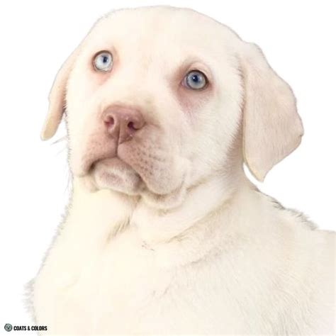 Labrador Retriever Eye Color 的图像结果