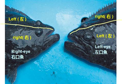 資源共享 share cowHK: 鹣鲽情深 左鲆右鰈 左口魚(lefteye flounders) 右口魚(righteye flounders)