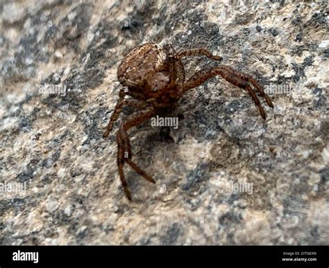 Crab Spiders (Thomisidae Stock Photo - Alamy