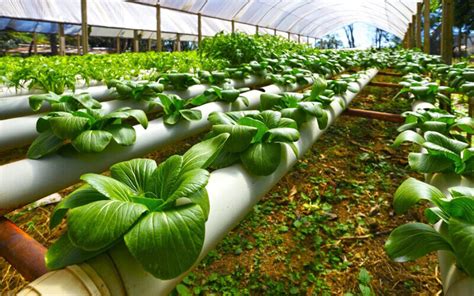 Image result for Hydroponic System Designs
