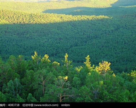 大兴安岭雄厚的森林资源高清图片下载_红动网