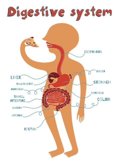 Digestive Process for Kids 的图像结果
