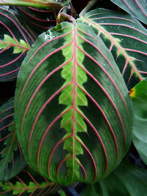 How To Propagate Prayer Plant - Plant Ideas