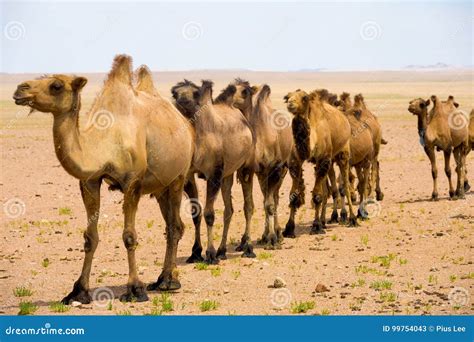 Single File Bactrian Two Hump Camels Gobi Desert Stock Image - Image of ...