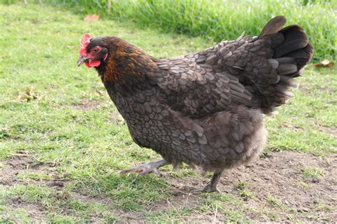 Marans For Sale | Chickens | Breed Information | Omlet