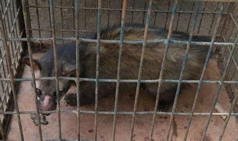 A woodchuck caught in the school | பள்ளியில் பிடிபட்ட மரநாய்