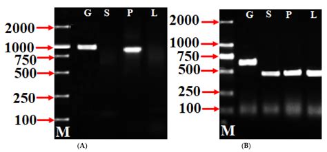 A Key Study on Pollen-Specific SFB Genotype and Identification of Novel ...
