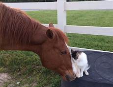 animale vanitoso tiny cat has been best friends with his since he was animale vanitoso tiny cat has been best friends with his since he was