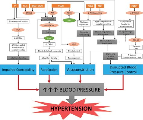 Established and Emerging Cancer Therapies and Cardiovascular System: Focus on Hypertension ...