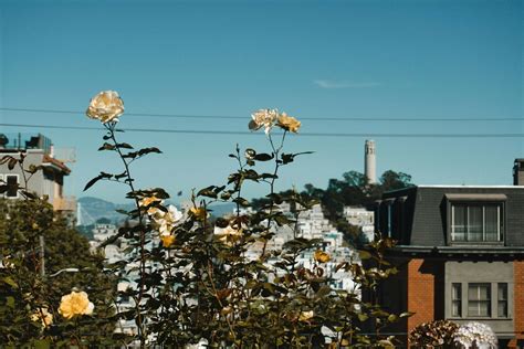 Is Now a Good Time to Buy in Noe Valley? | 2025 Guide