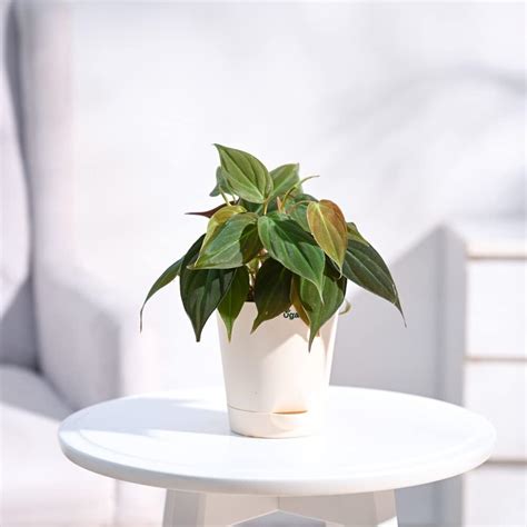 Ugaoo Aralia Golden Live Plant with Self Watering Pot(19 x 10 x 10 cm ...