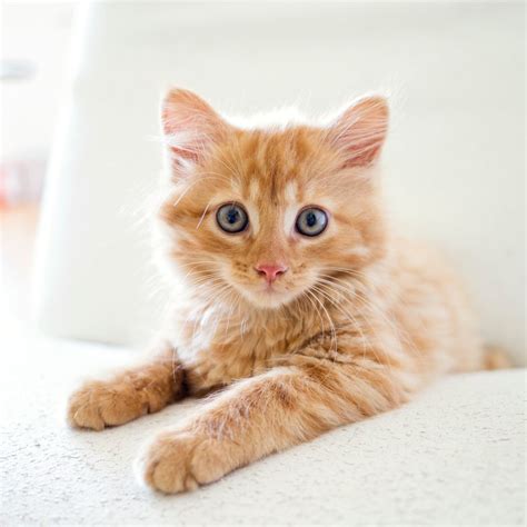 Image result for Cat Using Computer Meme